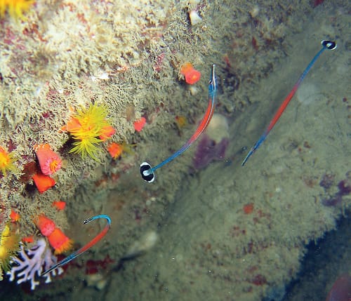 Jann’s Pipefish can be found swimming under rocky overhangs, corals, or close to the floor of its reef habitat where it performs the role of cleaner fish. Photo: Jani Tanzil. Courtesy of National Parks Board.